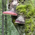 Semesterbostad Vennhaus 33 Pers Waimes